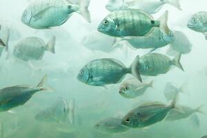 des poissons dans aquarium ou réservoir dessous l'eau sur poisson ferme photo