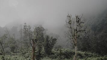 la nature écho par le brouillard. photo