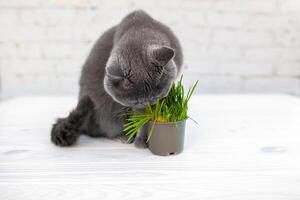 Britanique cheveux courts chat il mange utile riche en vitamines herbe dans une pot de une animal de compagnie magasin. photo