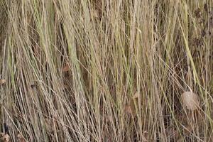 herbe jaune en automne photo