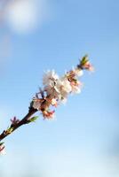 une proche en haut Regardez de branches de rose fleurs en dessous de pur bleu ciel photo