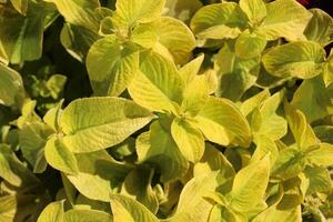 une plante avec Jaune feuilles. ornemental arbustes avec coloré feuilles. déoratif les plantes dans le parc photo