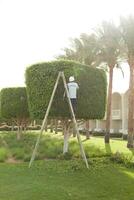 homme est Coupe des arbres dans le parc professionnel jardinier dans une uniforme coupes des buissons photo