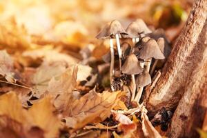 toxique champignons groupe grandir dans l'automne feuilles près le arbre. photo