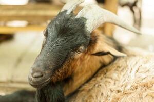 proche en haut Jeune chèvre en mangeant sec paille dans ferme photo