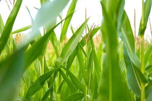 blé agricole champ proche en haut été récolte saison photo