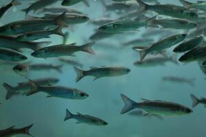 des poissons dans aquarium ou réservoir dessous l'eau sur poisson ferme photo