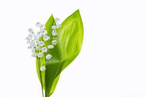 blanc fleurs de lis de le vallée. convallaria Majalis, isolé sur blanc Contexte. photo