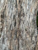 écorce de arbre texture. abstrait Contexte et texture écorce de arbre dans le forêt Naturel Contexte et texture pour conception. photo