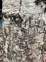 écorce de arbre texture. abstrait Contexte et texture écorce de arbre dans le forêt Naturel Contexte et texture pour conception. photo