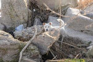 thème avec une de race chien - photo pour divers thèmes avec chiens