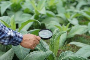 proche en haut main détient grossissant verre à inspecter croissance et maladies de les plantes feuilles. concept, agriculture inspection, étude enquête et recherche à développer et résoudre problèmes de cultures. photo