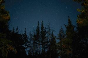 laiteux façon monte plus de le pin des arbres sur une premier plan étoile nuit plus de des bois photo