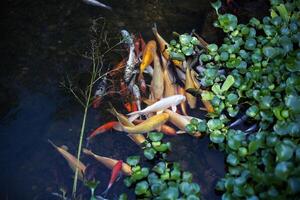 chinois carpe dans clair l'eau avec feuilles de l'eau fleurs de lys photo