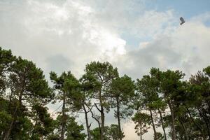 le hauts de vert pin des arbres contre le ciel et des nuages photo