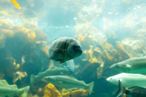 des poissons dans aquarium ou réservoir dessous l'eau sur poisson ferme photo