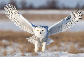 ai généré une proche en haut de une neigeux hibou photo