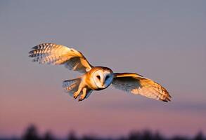 ai généré une Grange hibou dans vol photo