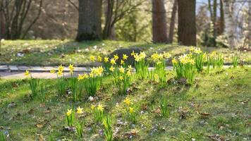 jonquilles à Pâques temps sur une prairie. Jaune fleurs éclat contre le vert herbe photo