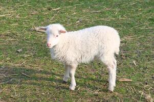 Pâques agneau permanent sur une vert prairie. blanc la laine sur une ferme animal sur une ferme photo