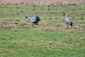 grues sur une humide prairie. sauvage des oiseaux butiner dans le sauvage. migratoire des oiseaux photo