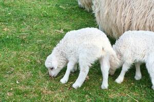 Pâques agneaux sur une vert prairie. blanc la laine sur une ferme animal sur une cultiver. animal photo