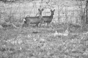 cerf sur une prairie, attentif et alimentation dans noir et blanche. caché parmi le des buissons photo