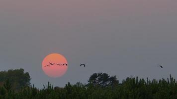 grues en volant plus de des arbres dans une forêt. migratoire des oiseaux dans de face de le lune. photo