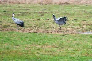 grues sur une humide prairie. sauvage des oiseaux butiner dans le sauvage. migratoire des oiseaux photo