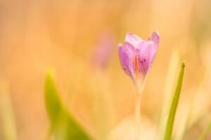 Célibataire crocus fleur délicatement représenté dans doux chaud lumière. printemps fleurs photo