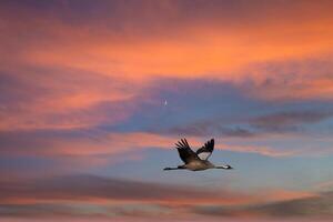 grues mouche dans le ciel à le coucher du soleil. migratoire des oiseaux sur le darse. faune photo