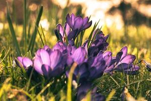 crocus dans une Prairie dans doux chaud lumière. printemps fleurs cette héraut printemps. fleurs photo
