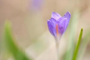 Célibataire crocus fleur délicatement représenté dans doux chaud lumière. printemps fleurs photo