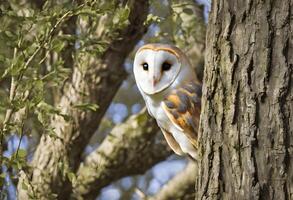 ai généré une vue de une Grange hibou dans une arbre photo