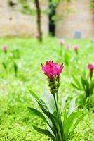 épanouissement rose Siam tulipe fleurs champ dans le herbe de tropical jardin photo