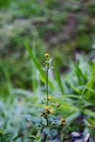 épanouissement Jaune galinsoga parviflora fleurs dans tropical jardin photo