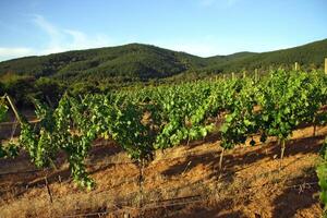 paysages et détails de le magnifique vignobles de Chili photo