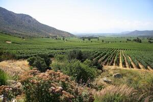 paysages et détails de le magnifique chilien vignobles photo