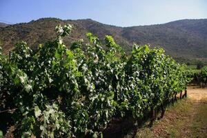 paysages et détails de le magnifique chilien vignobles photo