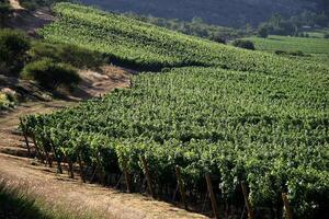 paysages et détails de le magnifique chilien vignobles photo