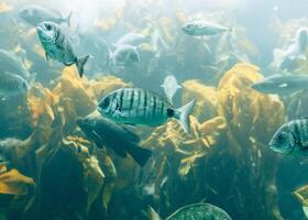 des poissons dans aquarium ou réservoir dessous l'eau sur poisson ferme photo
