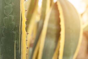 proche en haut vert et Jaune cactus feuille photo