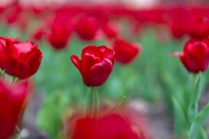 rouge tulipe fleurs Contexte Extérieur photo