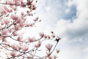 fermer de magnolia arbre fleur avec flou Contexte et chaud ensoleillement photo