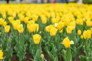 Jaune tulipe fleurs Contexte Extérieur photo