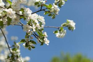 Pomme fleur plus de la nature arrière-plan, magnifique printemps fleurs photo