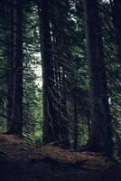 forêt de pins dans les montagnes photo