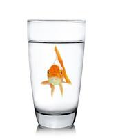 poisson dans un verre à boire photo