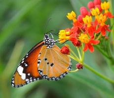 papillon sur fleur orange dans le jardin photo