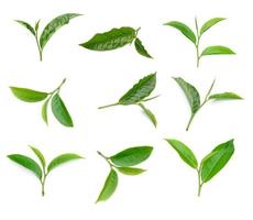 Collection de feuilles de thé vert isolé sur fond blanc photo